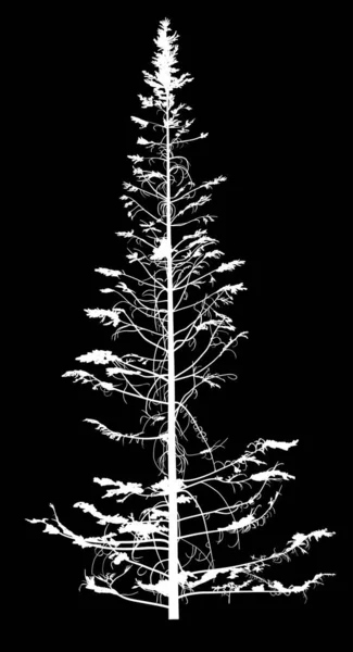 Illustration Med Fir Tree Siluett Isolerad Svart Bakgrund — Stock vektor