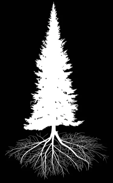 Εικονογράφηση Fir Tree Σκιαγραφία Απομονώνονται Μαύρο Φόντο — Διανυσματικό Αρχείο