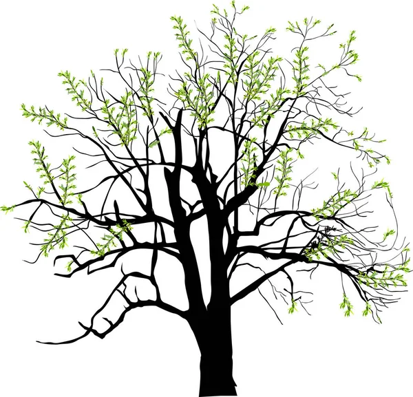 Ilustrace Zelený Strom Izolované Bílém Pozadí — Stockový vektor