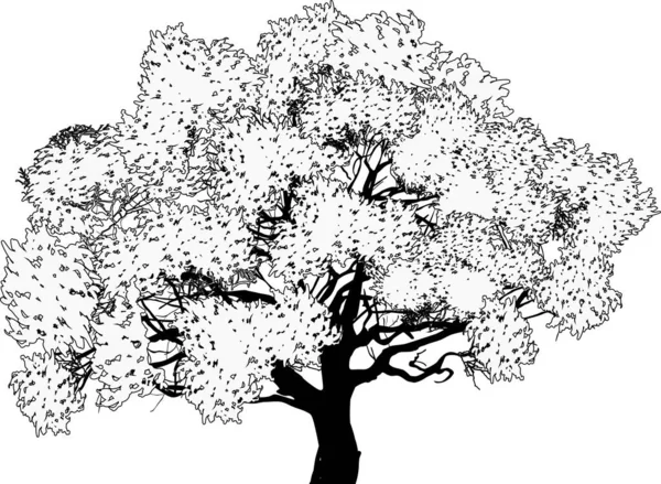 Illustration Wth Grand Arbre Isolé Sur Fond Blanc — Image vectorielle