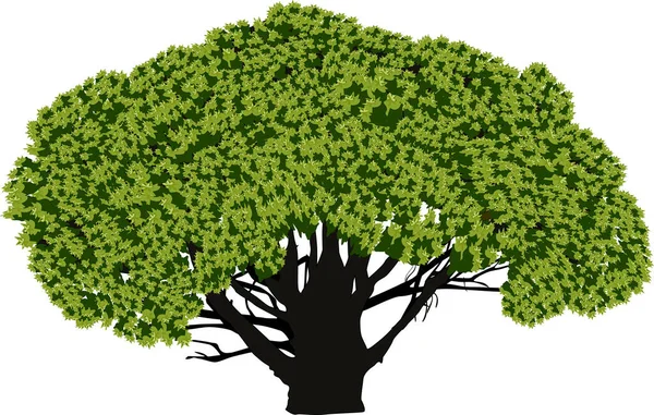 Illustration Wth Large Green Tree Isolated White Background — Wektor stockowy