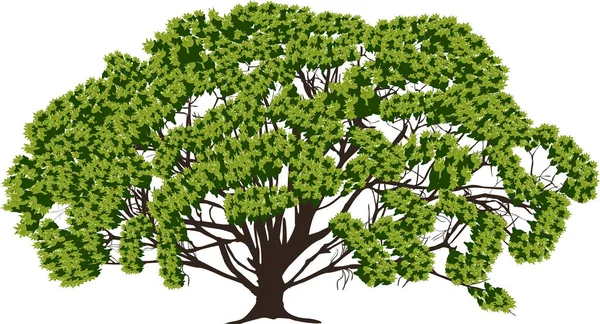 Illustration Wth Large Green Tree Isolated White Background — Wektor stockowy