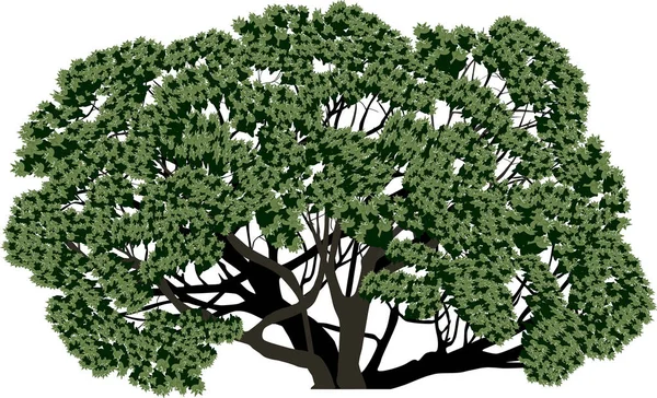 Illustration Wth Large Green Tree Isolated White Background — Stockvector