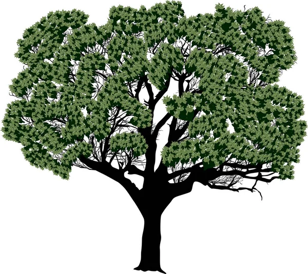 Illustration Wth Large Green Tree Isolated White Background — Wektor stockowy