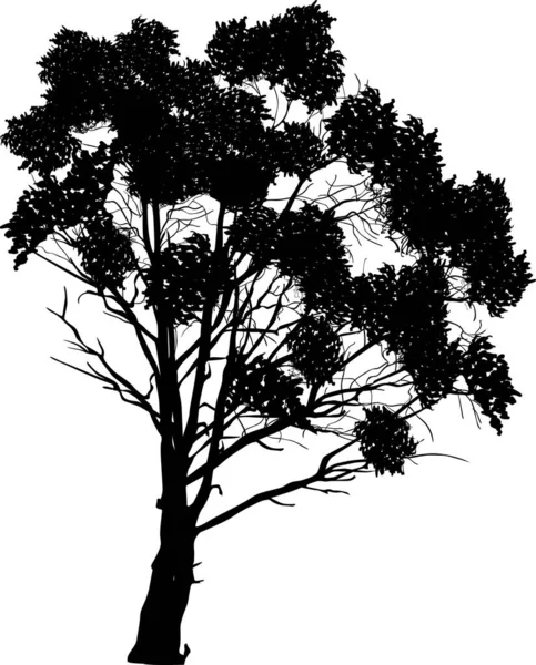 在白色背景上孤立的一棵大树 — 图库矢量图片
