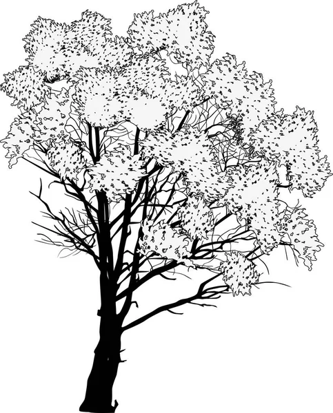 Illustration Wth Large Tree Isolated White Background — Stock Vector