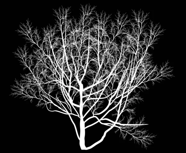Illustration Mit Kahlen Baum Isoliert Auf Schwarzem Hintergrund — Stockvektor