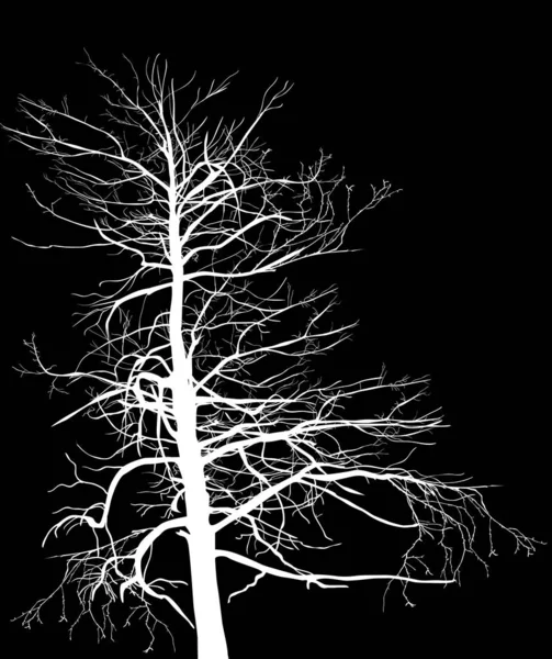 Illustration Avec Arbre Isolé Sur Fond Noir — Image vectorielle