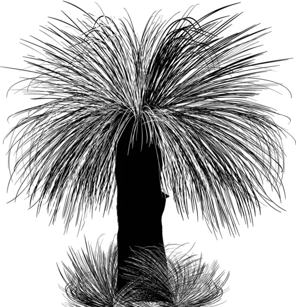 Ilustración Con Palmera Aislada Sobre Fondo Blanco — Vector de stock