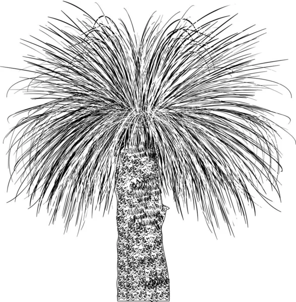 Ilustração Com Palmeira Isolada Sobre Fundo Branco — Vetor de Stock