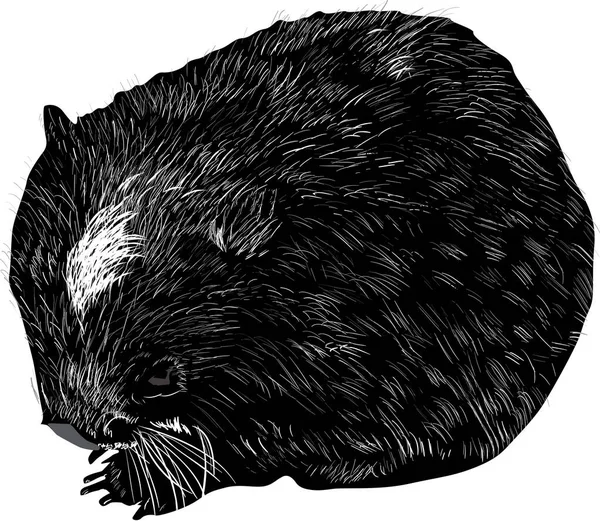 Illustratuin Con Bosquejo Wombat Aislado Sobre Fondo Blanco — Archivo Imágenes Vectoriales