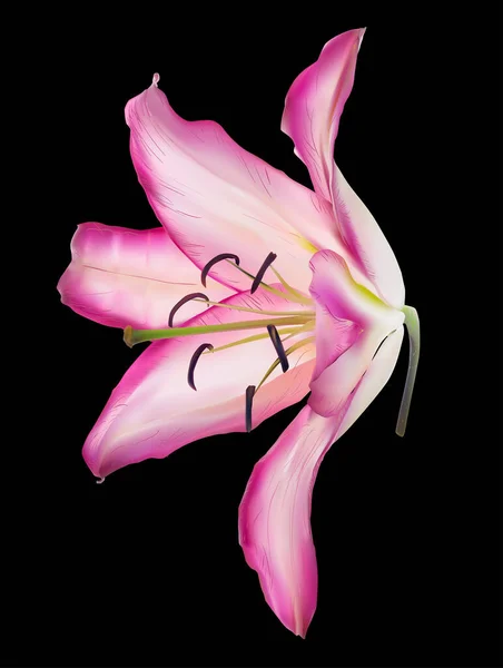 Ilustrasi Dengan Bunga Lily Terisolasi Pada Latar Belakang Hitam - Stok Vektor