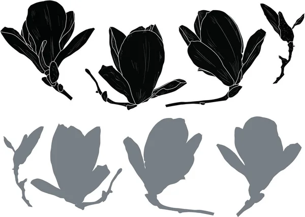 Illustrazione Con Serie Magnolia Fiori Schizzi Isolati Sfondo Bianco — Vettoriale Stock