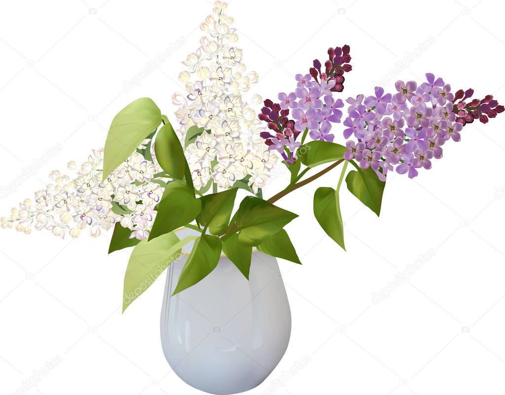 illustration with lilac flower branches in vase isolated on white background