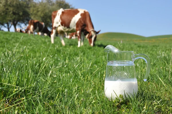 Jarra de leche contra manada de vacas. Región emmental, Suiza —  Fotos de Stock