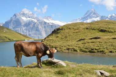 bir dağ çayır inek. Jungfrau bölge, İsviçre