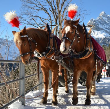 iki at nalı. braunwald, ünlü İsviçreli Kayak tesisi