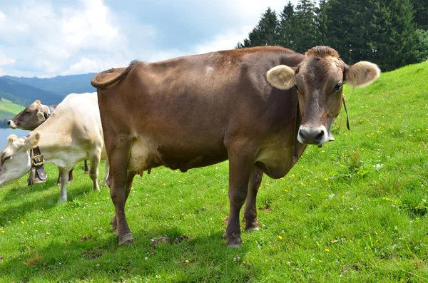 Vacas suíças no prado alpino — Fotografia de Stock