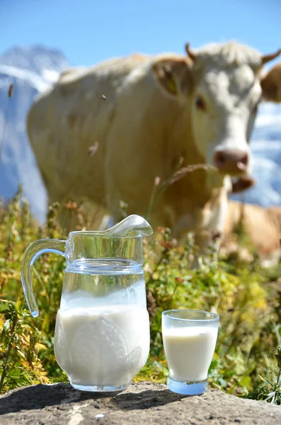 Kruik van melk tegen kudde van koeien. Jungfrauregio, Zwitserland — Stockfoto