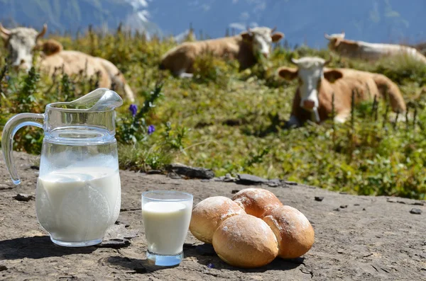 Džbán mléka proti stádo krav. region Jungfrau, Švýcarsko — Stock fotografie