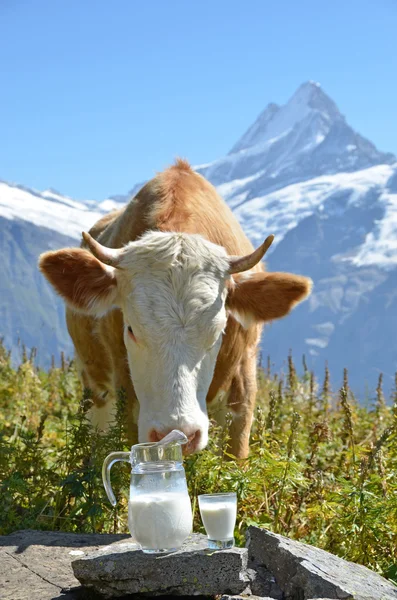 Vaca suíça e jarro de leite — Fotografia de Stock