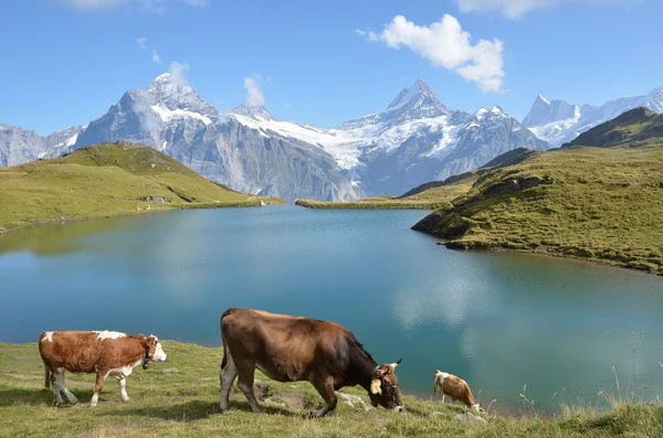 Vacas num prado alpino. Região de Jungfrau, Suíça — Fotografia de Stock