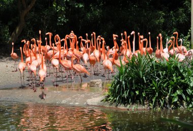 Karayip flamingolar