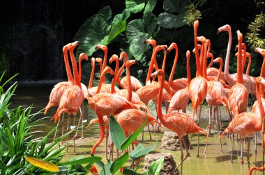 Karayip flamingolar