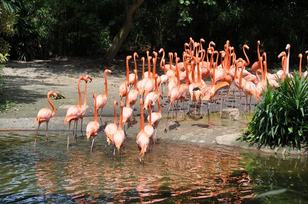 Caribbean flamingos — Stock Photo, Image