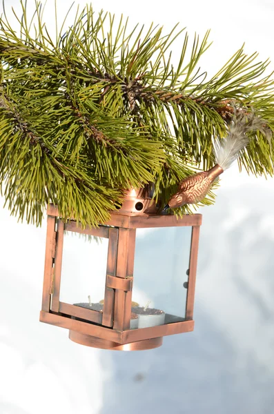 云杉分支上的灯笼 — 图库照片