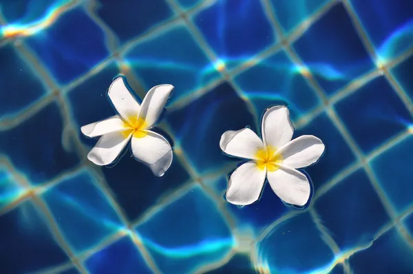 Frangipani flowers in the swimming pool — Stock Photo, Image