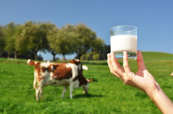 Glas melk tegen kudde van koeien. Emmental regio, Zwitserland — Stockfoto