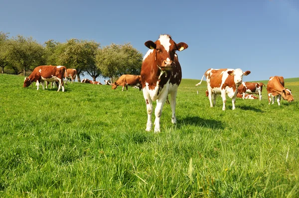 Krowy w regionie emmental, Szwajcaria — Zdjęcie stockowe