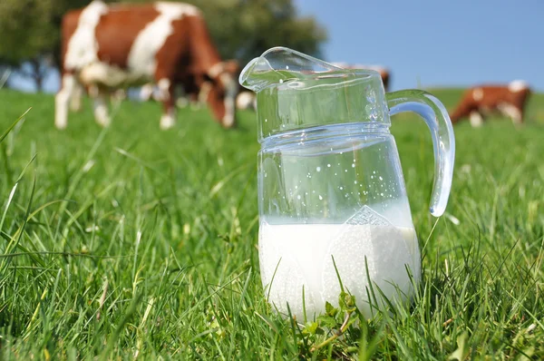 Kruik van melk tegen kudde van koeien. Emmental regio, Zwitserland — Stockfoto