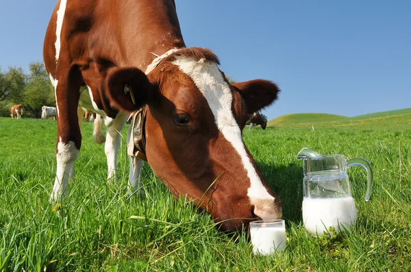 Vaca e jarro de leite. Região Emmental, Suíça — Fotografia de Stock