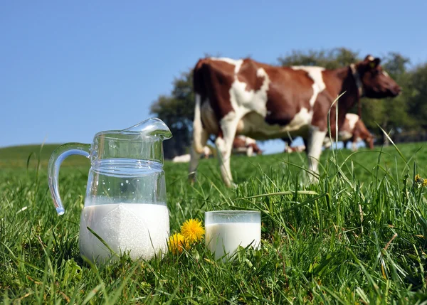 Κανάτα γάλακτος κατά το κοπάδι των αγελάδων. περιοχή του έμενταλ, Ελβετία — Stock fotografie