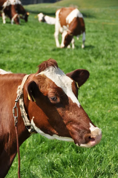 瑞士瑞士干酪地区奶牛 — 图库照片