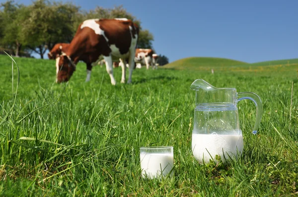 Caraffa di latte contro mandrie di mucche. Regione Emmental, Svizzera — Foto Stock