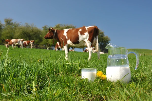 Tasse de lait contre troupeau de vaches. Région emmentale, Suisse — Photo