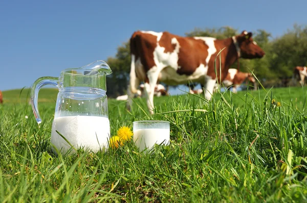 Jug of milk against herd of cows. Emmental region, Switzerland — Stock Photo, Image