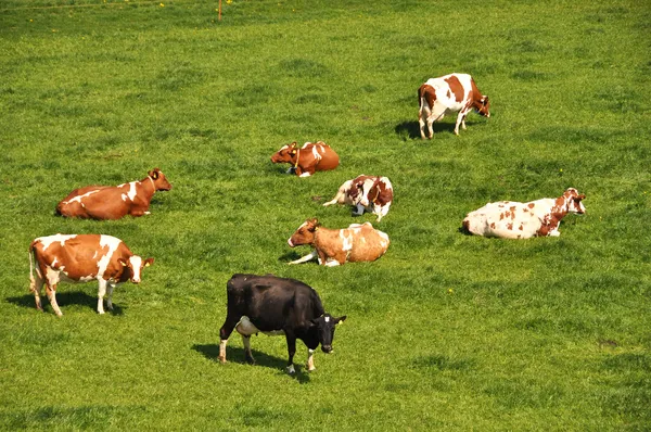 Besättningen av nötkreatur på en vacker alpin äng. — Stockfoto