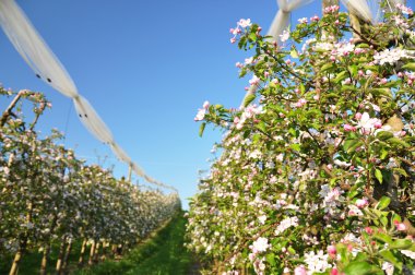 elma Bahçe çiçeği