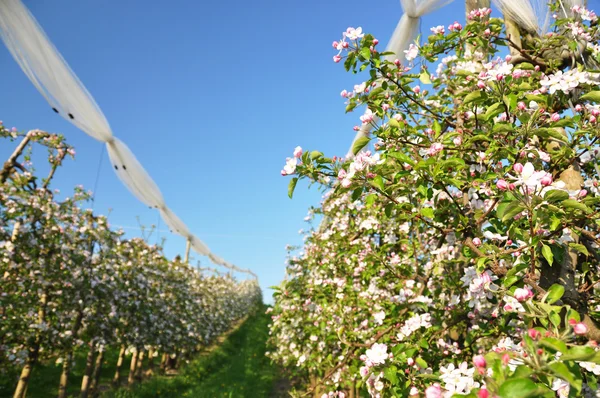 Apple garden blossom — Stock Photo, Image