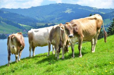 İsviçre inekleri