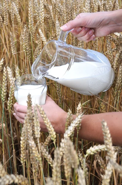 Tasse de lait contre le champ de blé — Photo