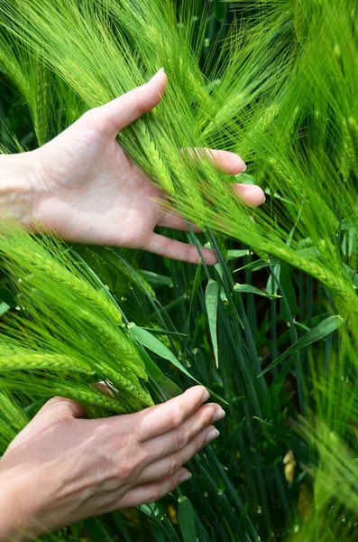 Oreilles dans les mains — Photo