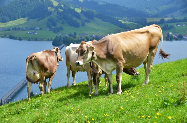 Vacche svizzere sul prato alpino — Foto Stock