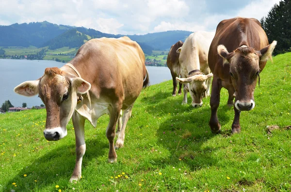 Schweizer Kühe — Stockfoto