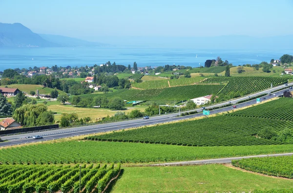 Winnice w regionie lavaux, Szwajcaria — Zdjęcie stockowe