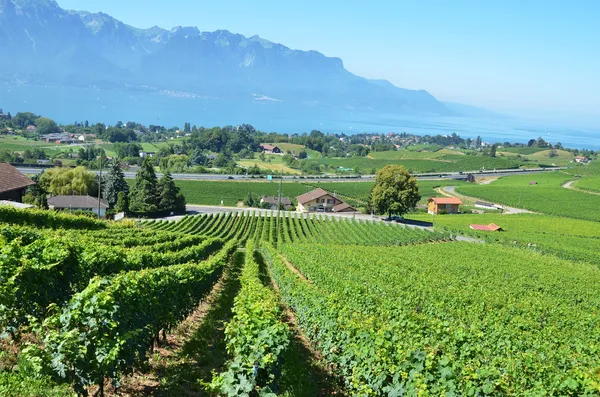 Vinice v regionu Lavaux, Švýcarsko — Stock fotografie